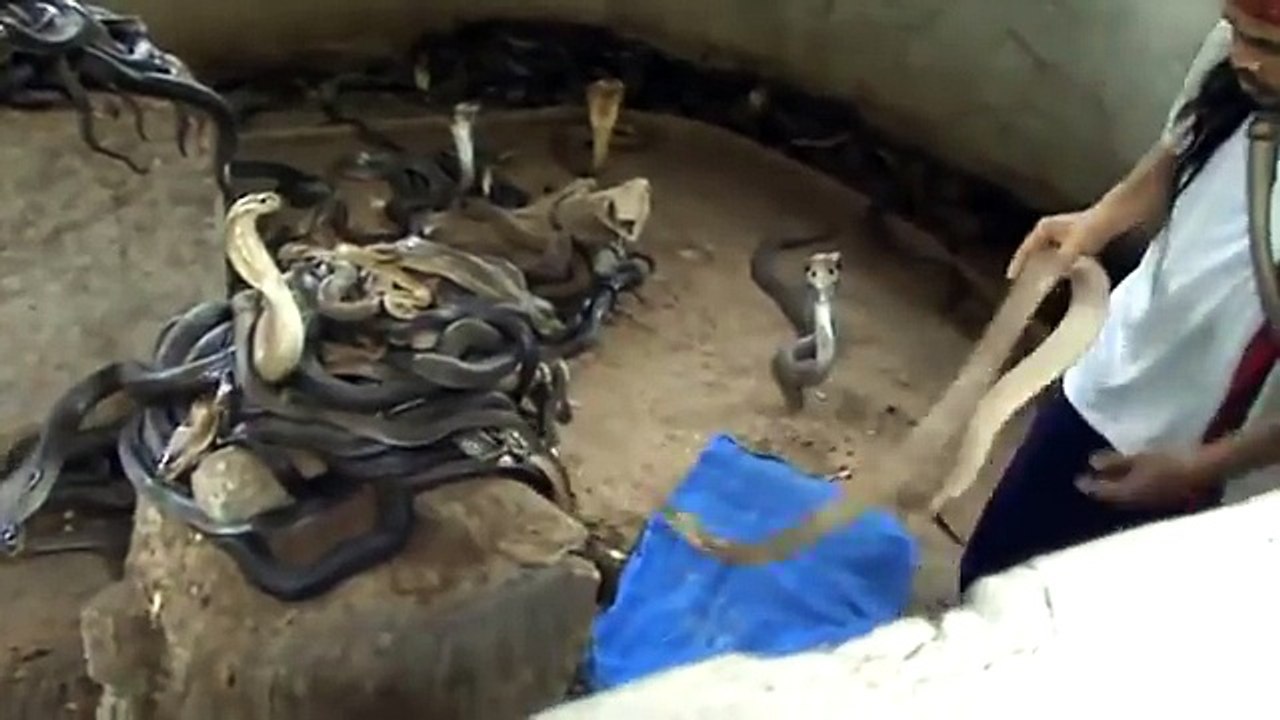 Ce charmeur de serpent vient sélectionner ses cobras pour son show... incroyable