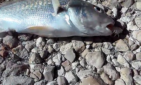 Ce qui sort de la bouche de ce poisson est terrifiant : gros parasite