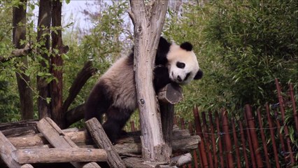 Une saison a Pairi Daiza Prélude Edition 2017 partie 1