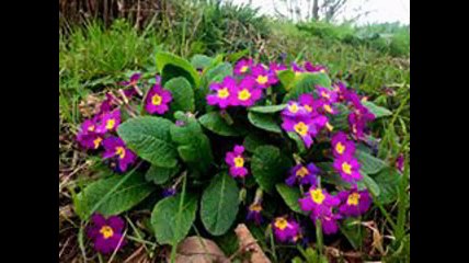 Yomra Pınarlı Köyü