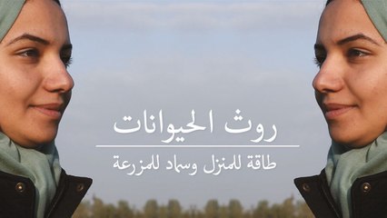 روث الحيوانات مصدر للطاقة