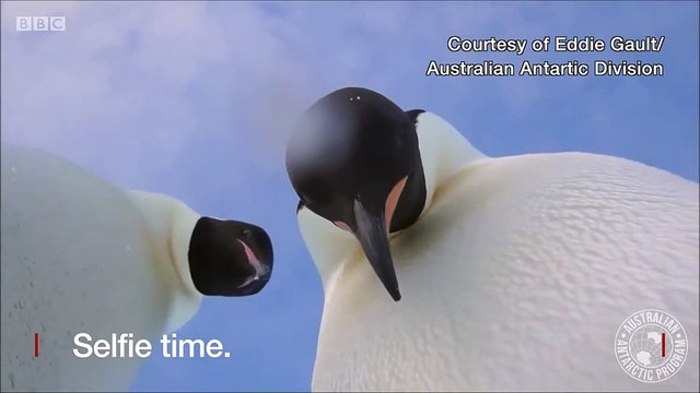 Curious Emperor penguins take a selfie video in Antarctica