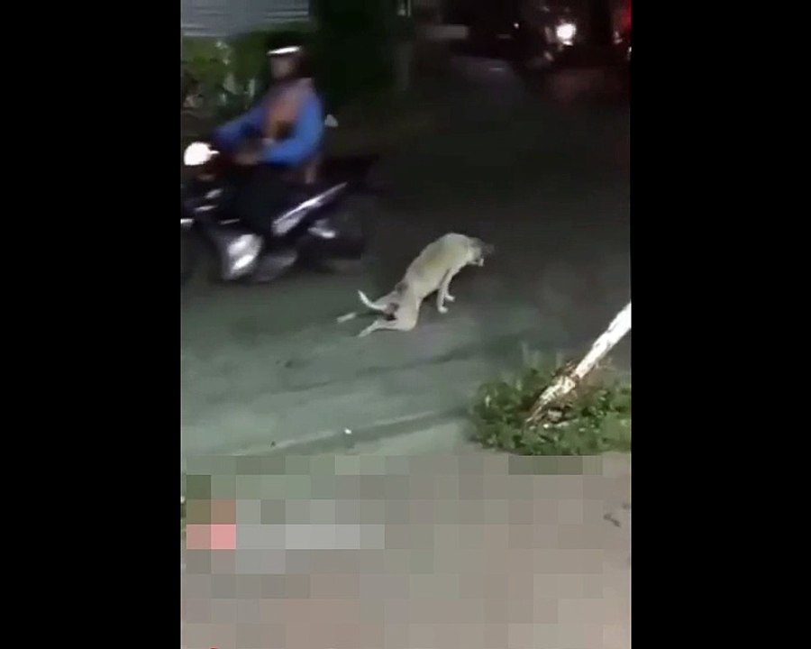 very funny dog in street