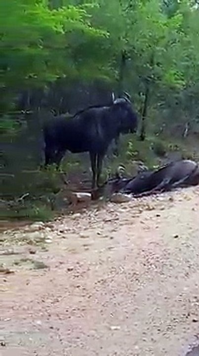 Animals are Incedibile..... I think probably got hit by car, hart stopped then the rest!!!