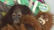 Wild Family, Orangutan Family #03, 오랑우탄 가족과의 만남 20140711