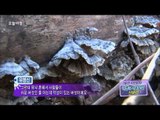 오늘 아침 '발견 자연밥상' - 버섯왕 & 차가버섯, 한국에도 있을까?, #04 20131114
