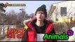 [Animals] 애니멀즈 - Lama's spit VS Eun-huk! 은혁, 라마 침이랑 붙어볼까?! 20150322