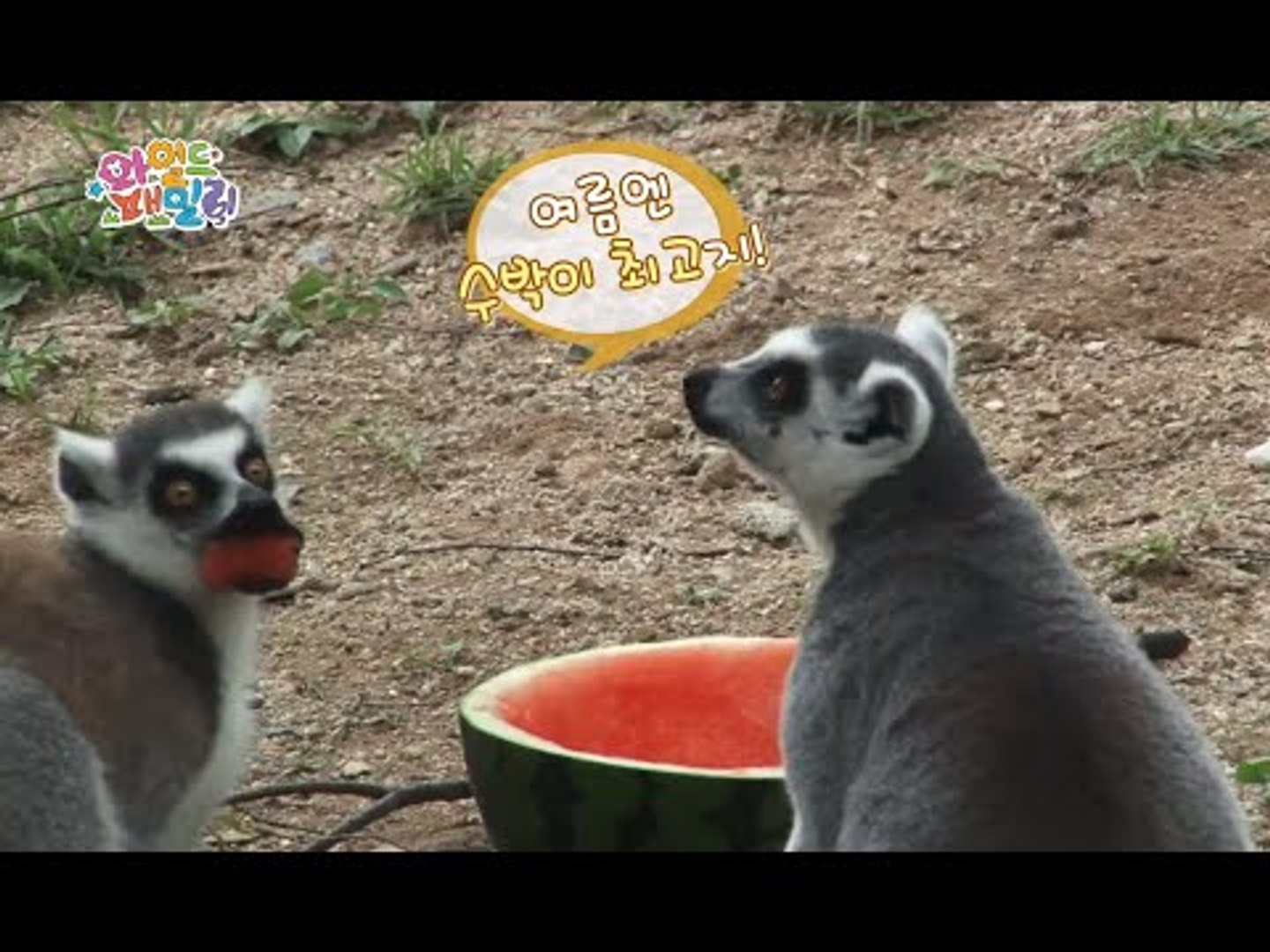 Wild Family, Ring Tailed Lemur #03, 알락 꼬리여우 원숭이 20140808