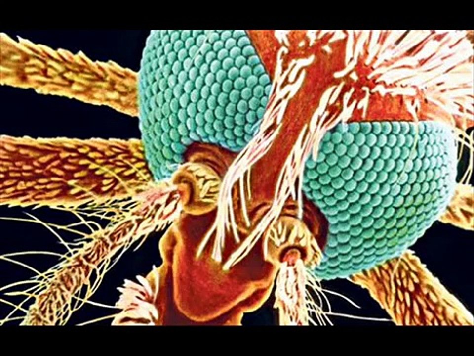 Malaria , HEALTH EDUCATION , INFECTION CONTROL (ICSP) , URDU / HINDI