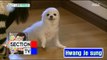 [Section TV] 섹션 TV - Han Chae-ah's pet! 20160612