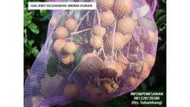 081328720'280 | Pengusaha Bibit Kelengkeng Aroma Durian Terbaik