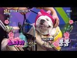 [Ranking Show 1,2,3] 랭킹쇼 1,2,3 - Girl beauty Fashionist dog 20180126