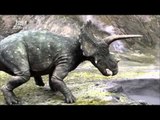 Tyrannosauridae and Ceratopsian have a deadly combat! MBC Documentary Special 20140127