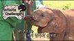 [Infinite Challenge] 무한도전 - Junha&myungsoo, take care of baby elephant  아기 코끼리를 돌보게 된 하&수 20150530