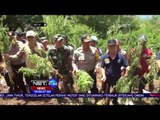 TNI & BNN Temukan Ladang Ganja di Lampung NET24