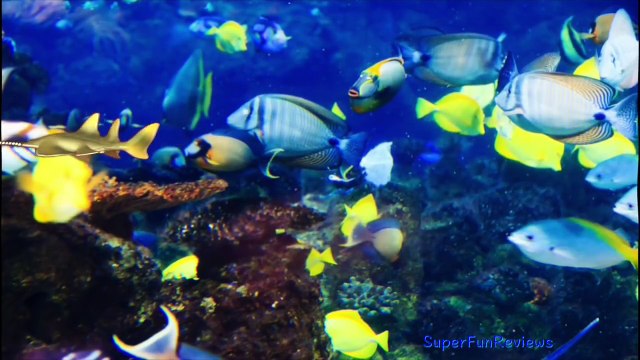 Giant Shark Whales & Fish | Kids Surprise Toy Collection | Learn Names & Fun Fs in English