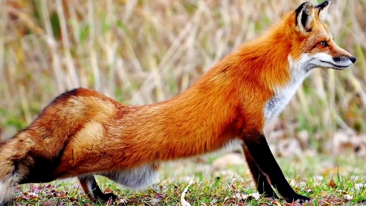 16 Amazing Fox Species