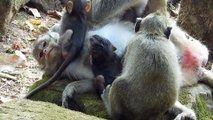 What baby monkey doing with mum and dad? Baby monkey crying loudly