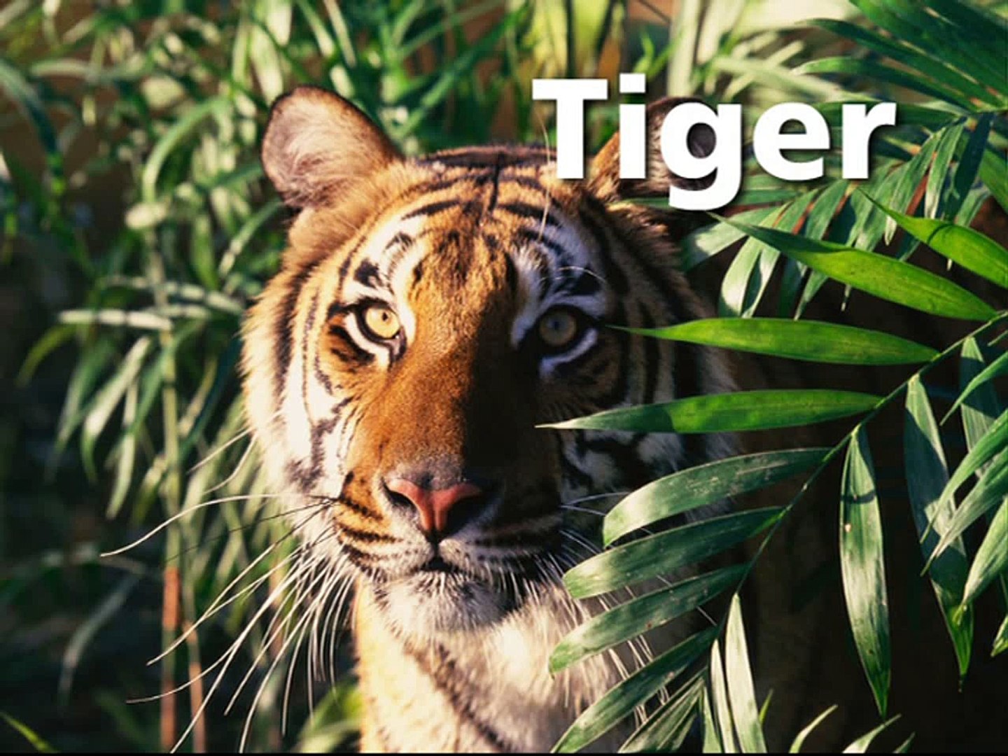 Baby Einstein Baby Noah World Animals