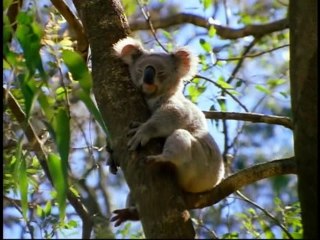 Baby Einstein Baby Noah Animal Expedition 1 Part 3