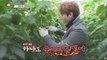 [Lee Kyung-kyu's cooking expedition] Kim sanghyeok vs Cho Jung Min,pick paprika fight! 20160206