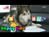 [Happy Time 해피타임] animals star! dog actor 'Tteokttae' TV 속 동물 스타! 명품 '개' 배우 떡대 20151025