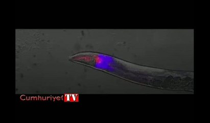 Bilim insanları ölüm anı böyle görüntülendi