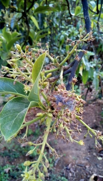 Árbol de aguacate (avocado PLANT)