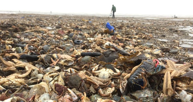 İngiltere Sahillerinde Kötü Sürpriz! Binlerce Ölü Deniz Canlısı Kıyıya Vurdu