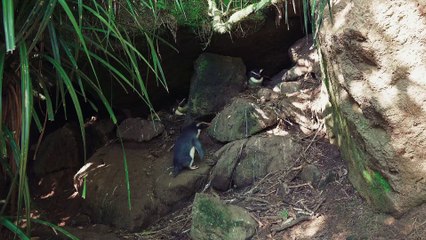 Wildlife Collection 1 3of6 Penguins