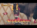 [HOT]Animals 애니멀즈 - Donkey knee kick 당나귀 니킥 제압법20150208