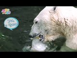 와일드 패밀리 - 북극곰을 위한 여름 특식! 얼음케이크 만들기! 20140808
