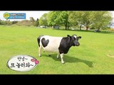 뉴질랜드의 대표 동물! 알파카와 양떼 만나기, #11, 일밤 20131124