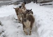 19 Pregnant Goats Go for Breakfast During Heavy Snow
