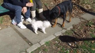 Maltese and Rottweiler playing
