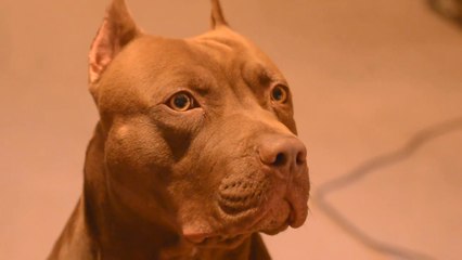 Pitbull Locking Jaws - Myth or Truth