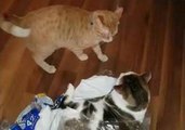 Kittens Battle in Empty Plastic Bag