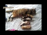 [HOT] 컬투의 베란다 쇼 - 잔인한 동물학대 범죄들 20130514