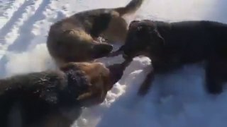 Rottweiler vs Two German Shepherds - Tug o War