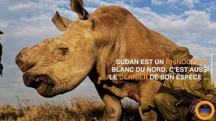 Ce rhinocéros blanc est le dernier de son espèce