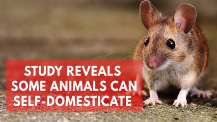 Study suggests mice can domesticate themselves without human interference