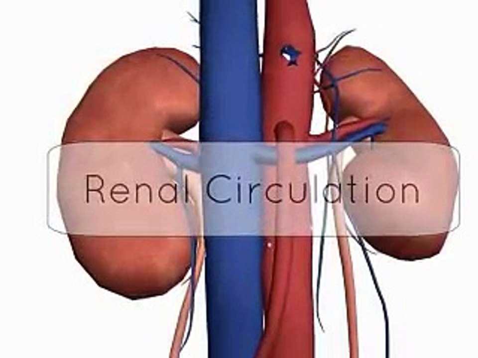 Renal portal system