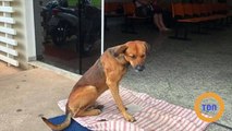 Ce chien attend devant les portes de cet hôpital depuis 4 mois