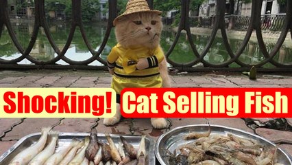 Cat sells fish in Vietnam! becomes the latest internet sensation| Boldsky