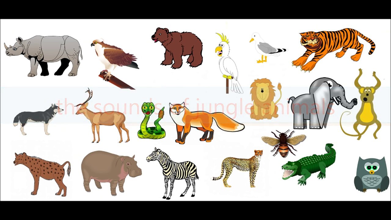 the sounds of wild animals for children