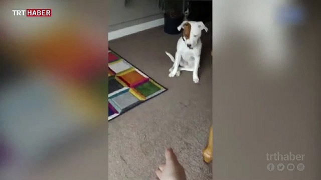 İşitme engelli köpek, işaret dili öğrendi, hayatı değişti