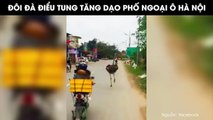 Chuyện thật như đùa: Đà điểu nhởn nhơ chạy tung tăng ở ngoại thành Hà Nội