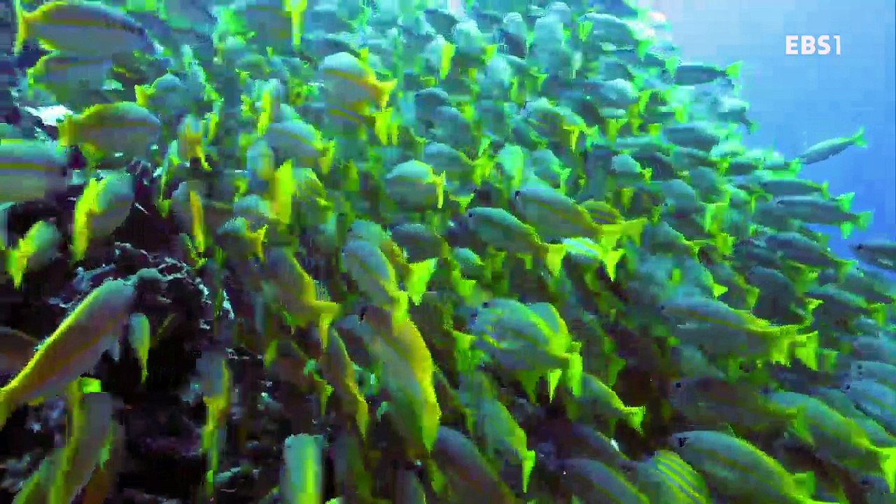 EBS 다큐프라임 - Docuprime_생명의 전략 번식- [끝없는 선택]_#001