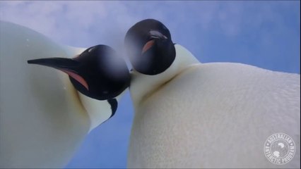 Deux manchots s’offrent un selfie au beau milieu de l’Antarctique