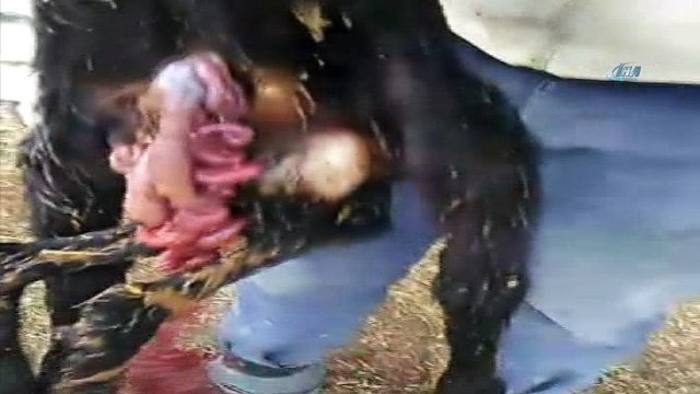 Horasan’da altı ayaklı, iki çeneli, iki dilli kuzu dünyaya geldi